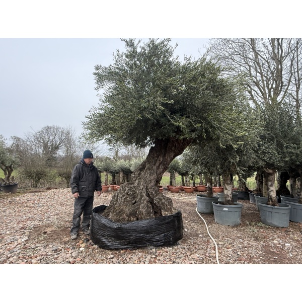 Exceptional Specimen Olive Fruit Trees