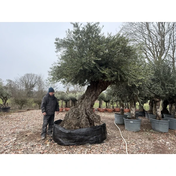 Exceptional Specimen Olive Fruit Trees