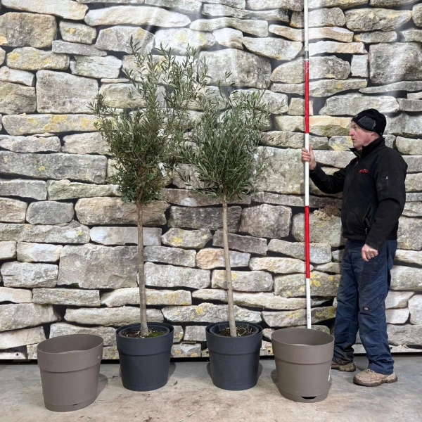 PAIR of Pretty Olive Fruit Trees 'Valletta' PLUS with FREE Cover Pots in Anthracite or Mocha