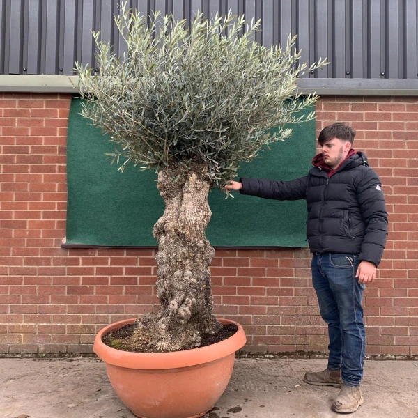 Amazing Old Specimen Olive Fruit Tree in our Bowl Format 17537