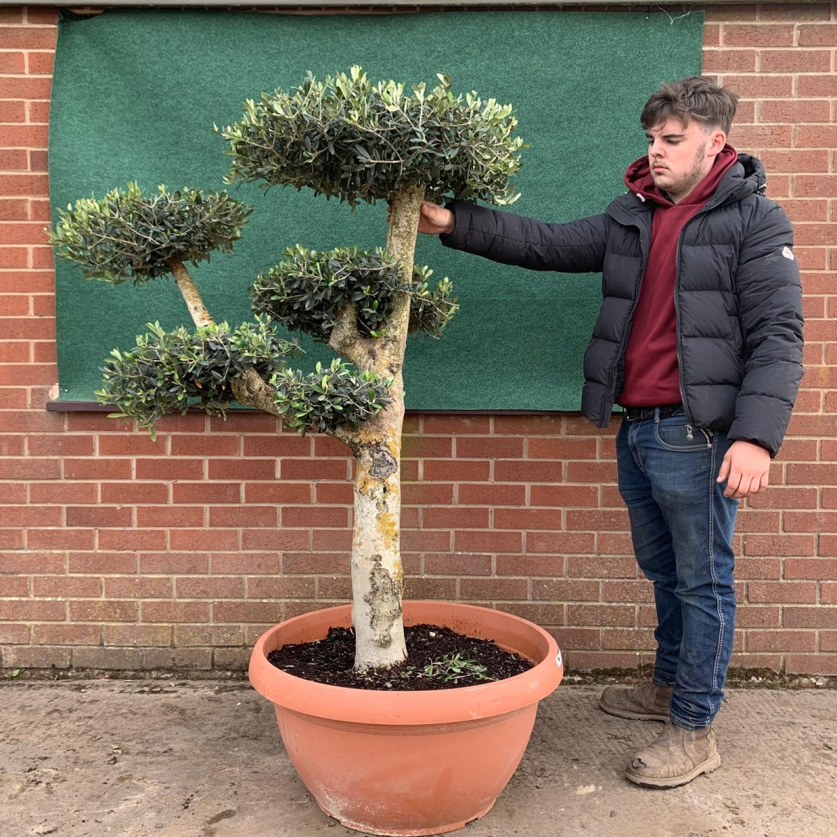 Super Specimen Cloud Olive Fruit Tree in our Bowl Format 17540