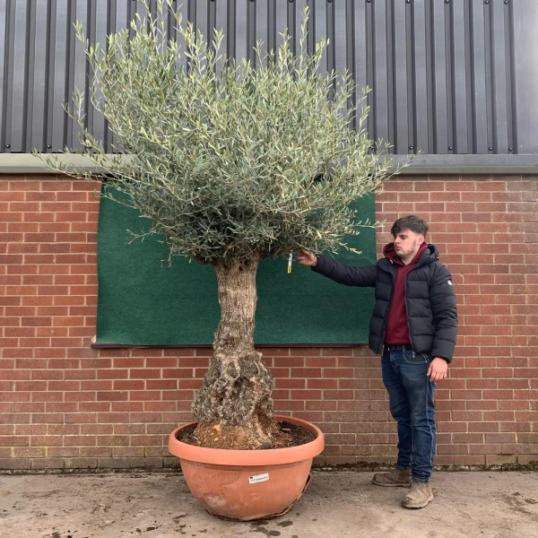 Beautiful Old Specimen Olive Fruit Tree in our Bowl Format 17548