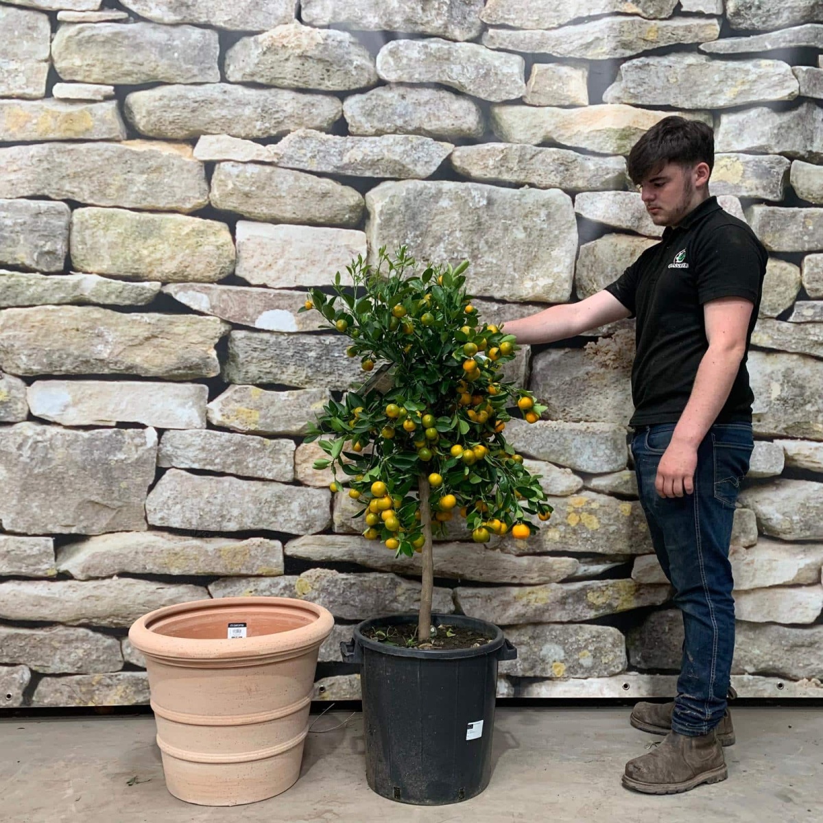 Super Citrus Calamondin with our 50cm quality Terracotta 17583