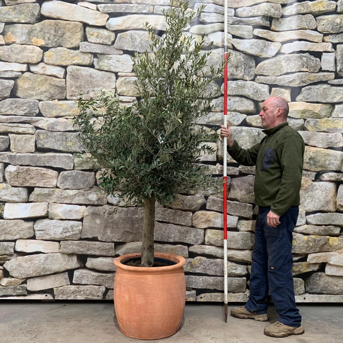Super Mature Olive Fruit Tree with our Quality Clay Pot 18367