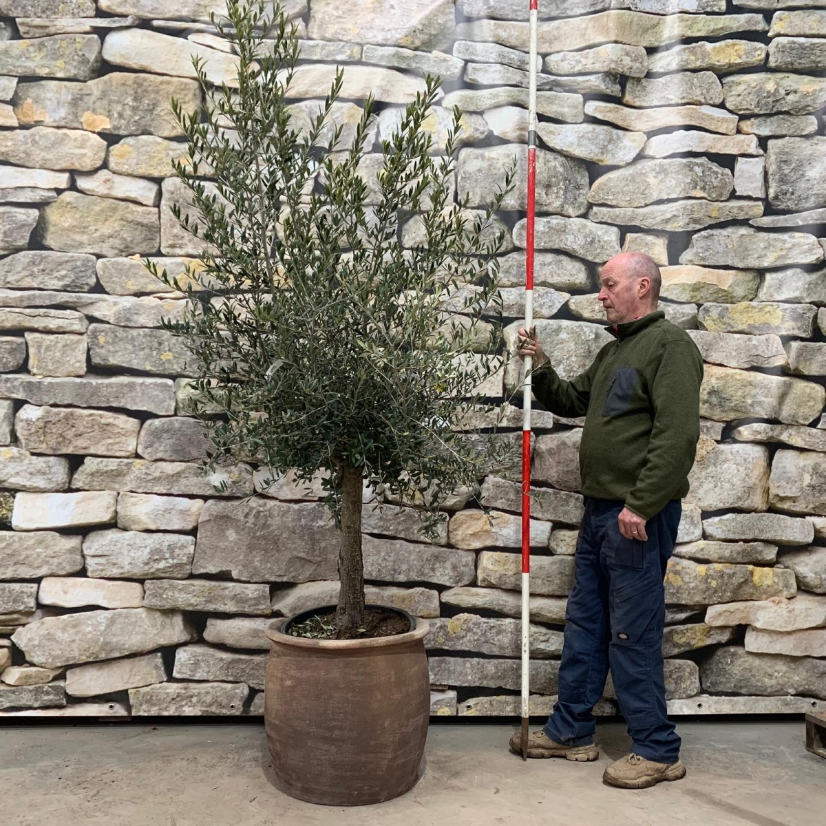 Super Mature Olive Fruit Tree with our Quality Clay Pot 18368