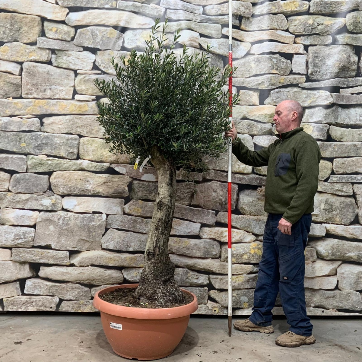 Super Mature Olive Fruit Tree Specimen in our Bowl Format 18376