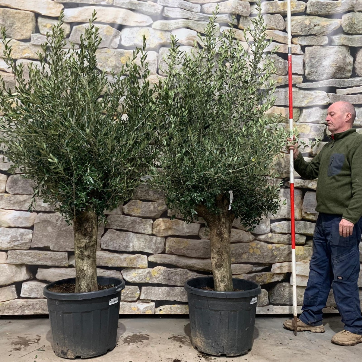 Super PAIR of Mature Olive Fruit Tree Specimens - 18381 - 82