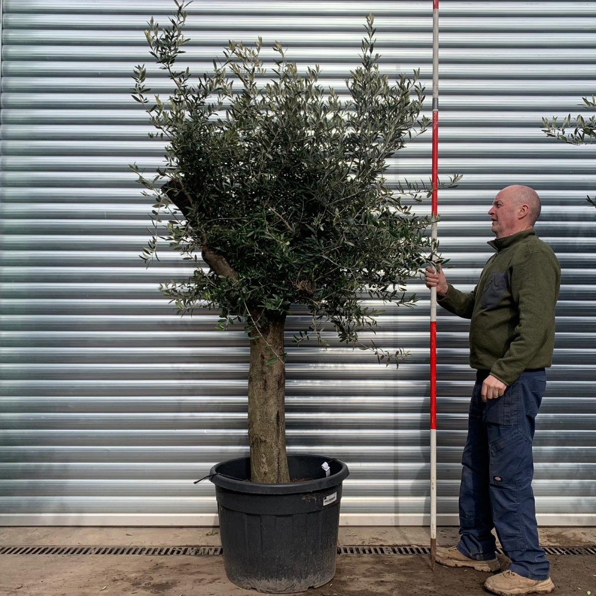 Super Mature Olive Fruit Tree Specimen 18384