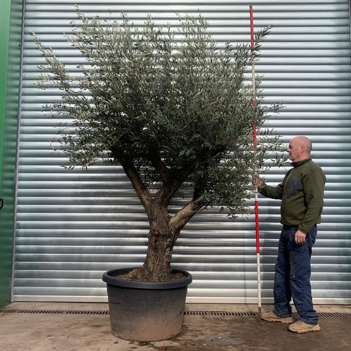 Super Branched Specimen Olive Fruit Tree 18387