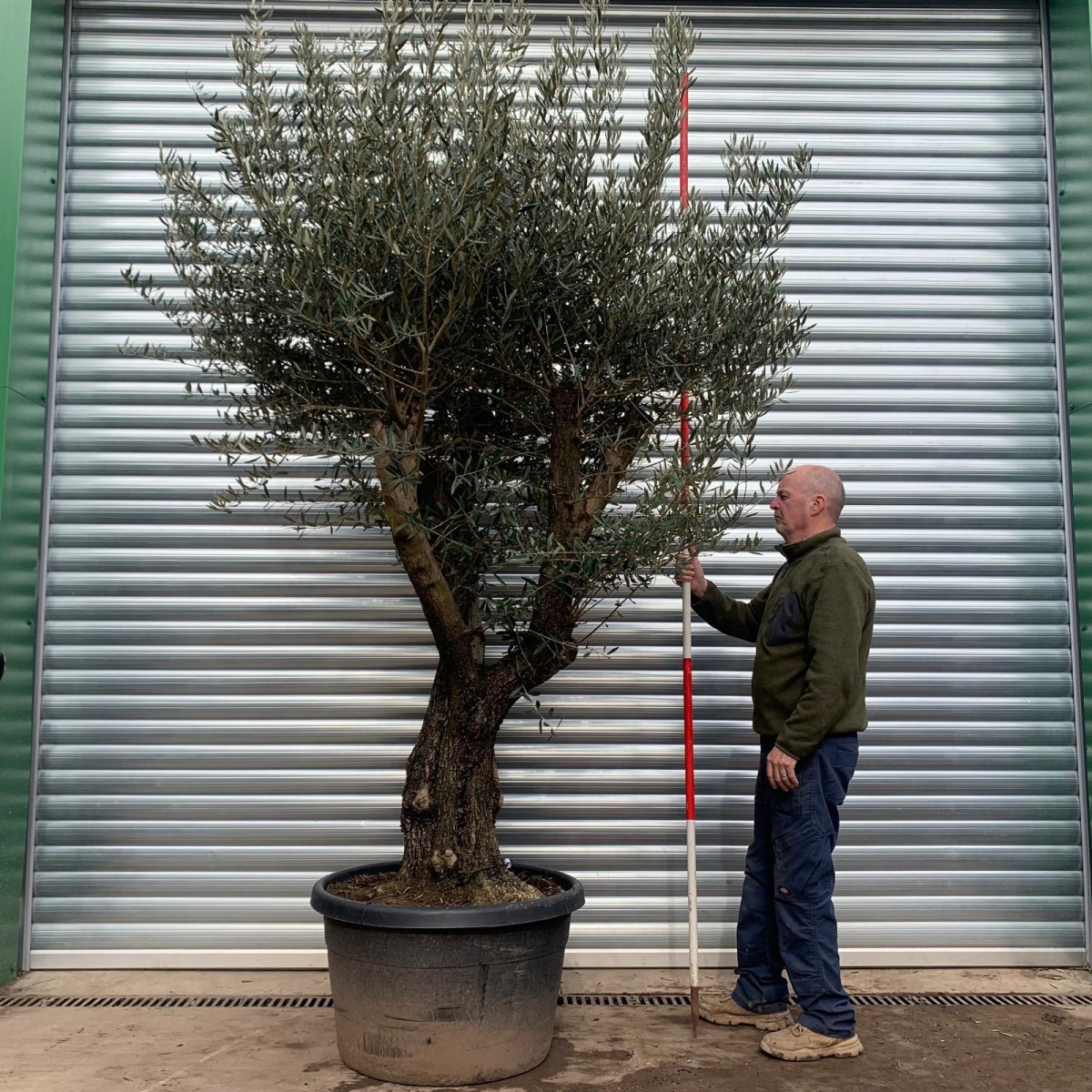 Super Branched Specimen Olive Fruit Tree 18388