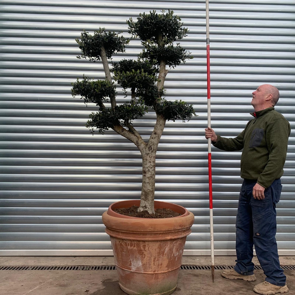 Super Mature Olive Fruit Tree Cloud Specimen with our handmade Tuscan Terracotta Pot 18389v