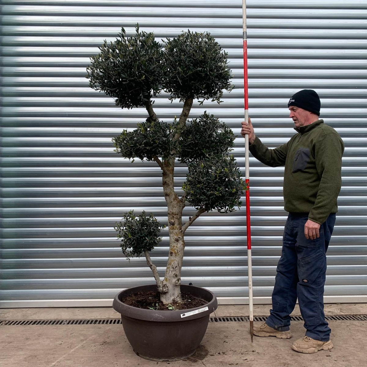 Super Mature Olive Fruit Tree Pom Pom Specimen 18392