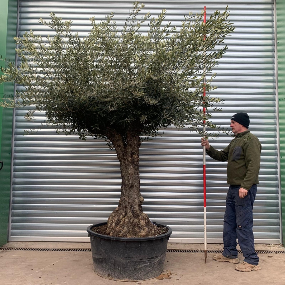 Amazing Specimen Olive Fruit Tree 18395