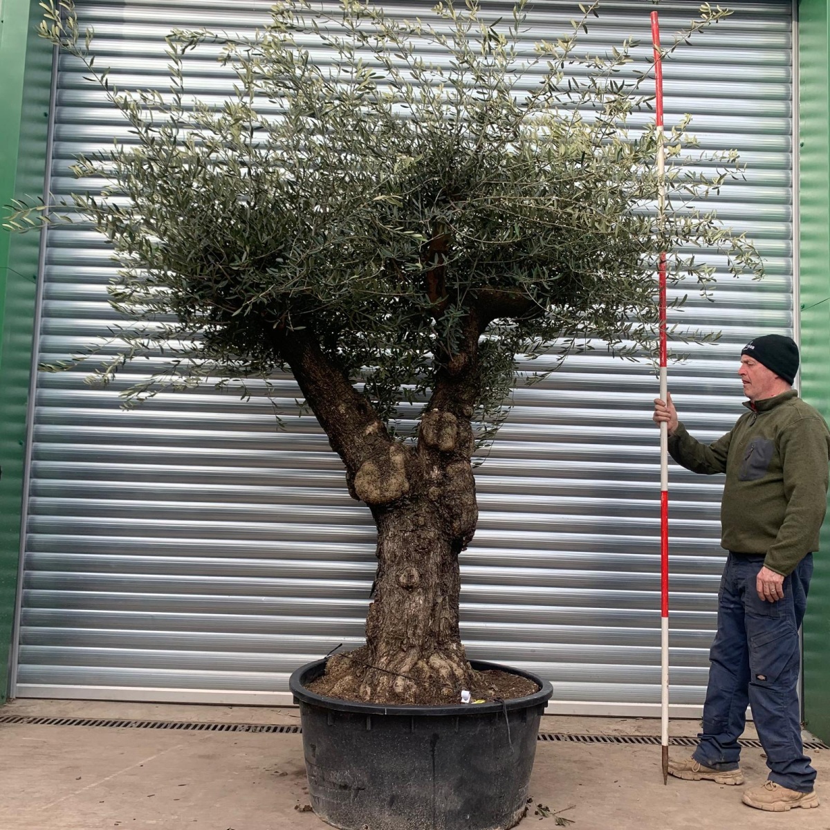 Amazing Specimen Olive Fruit Tree 18396