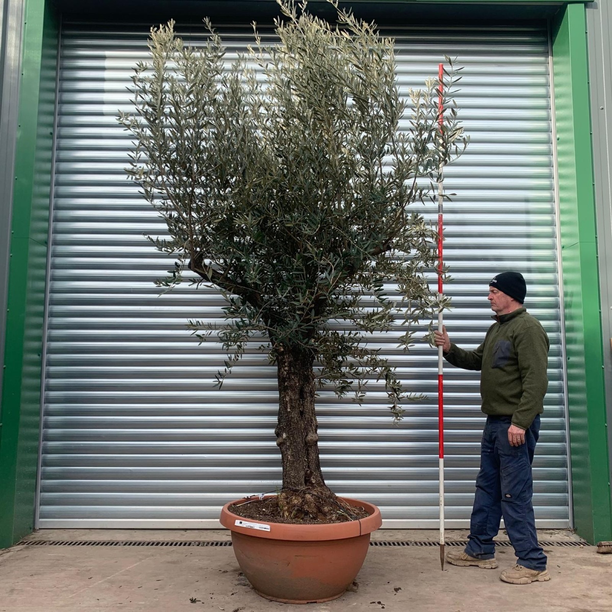 Super Branched Specimen Olive Fruit Tree in Our Bowl Format 18398
