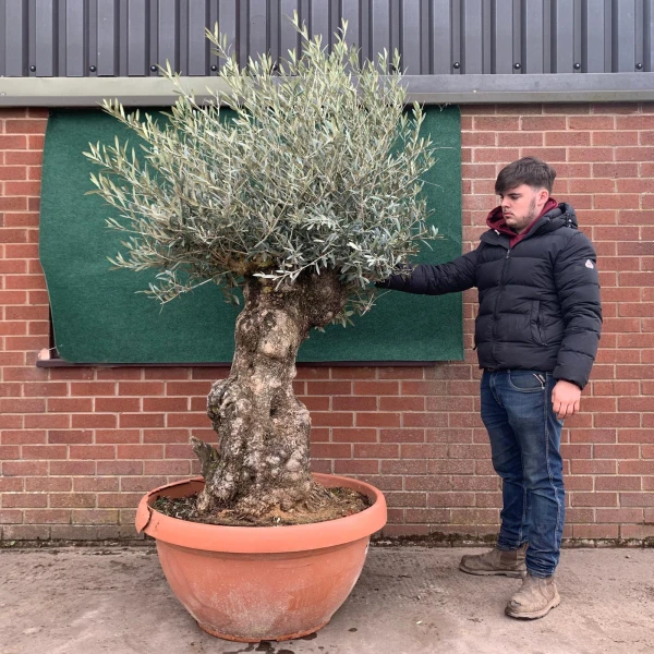 Beautiful Old Specimen Olive Fruit Tree in our Bowl Format 18504