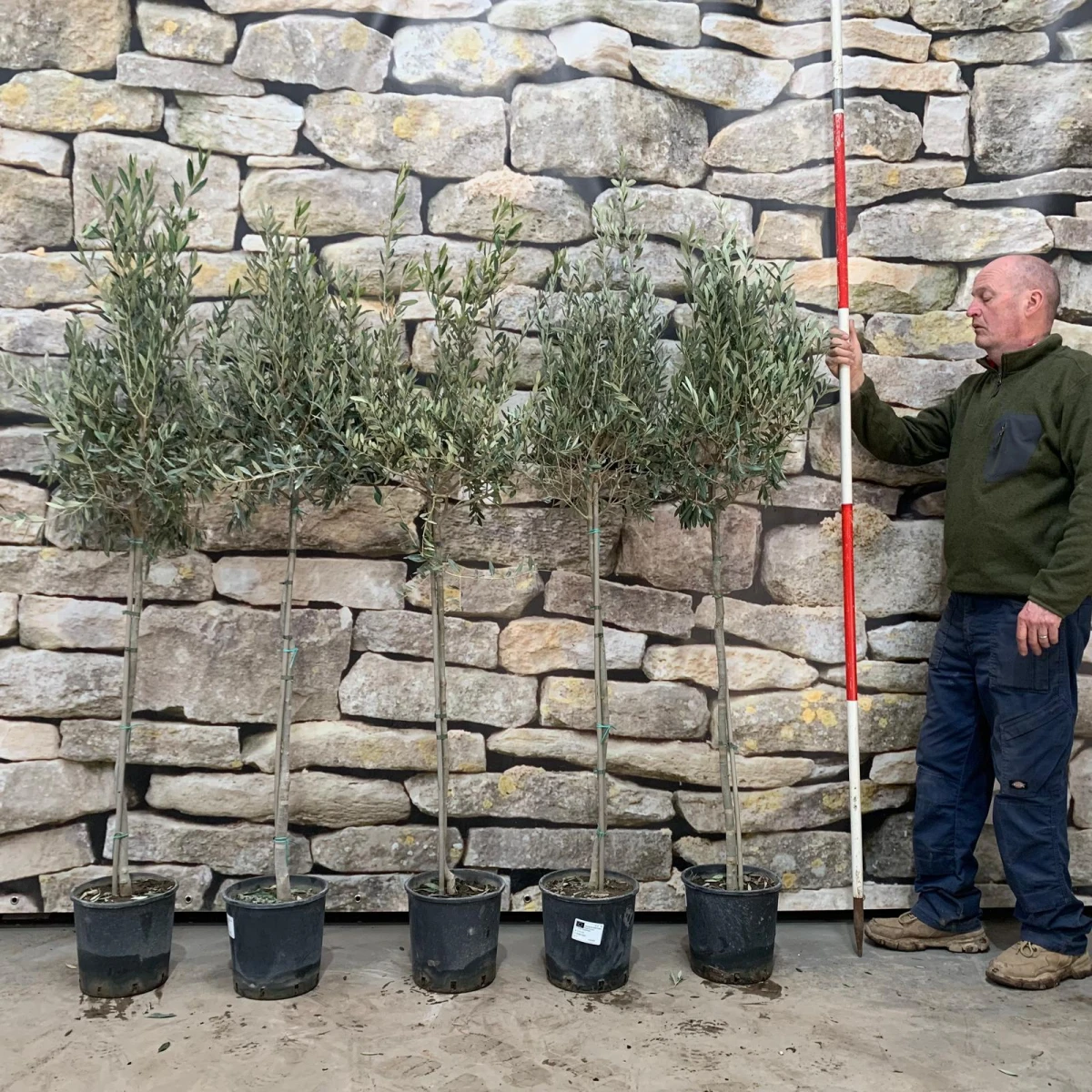 Super Collection of Five Kensington Screening Trees