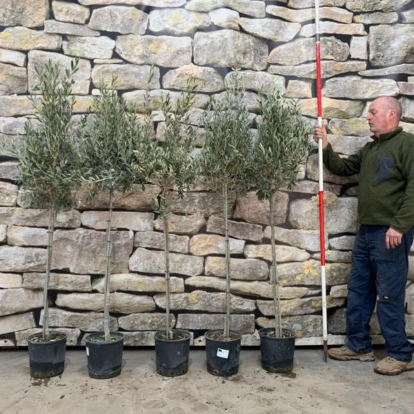 Super Collection of Five Kensington Screening Trees