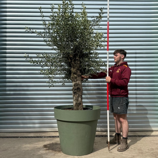 Characterful Mature Olive Fruit Tree Specimen with our Italian Resin Olive Green Pot 17373v