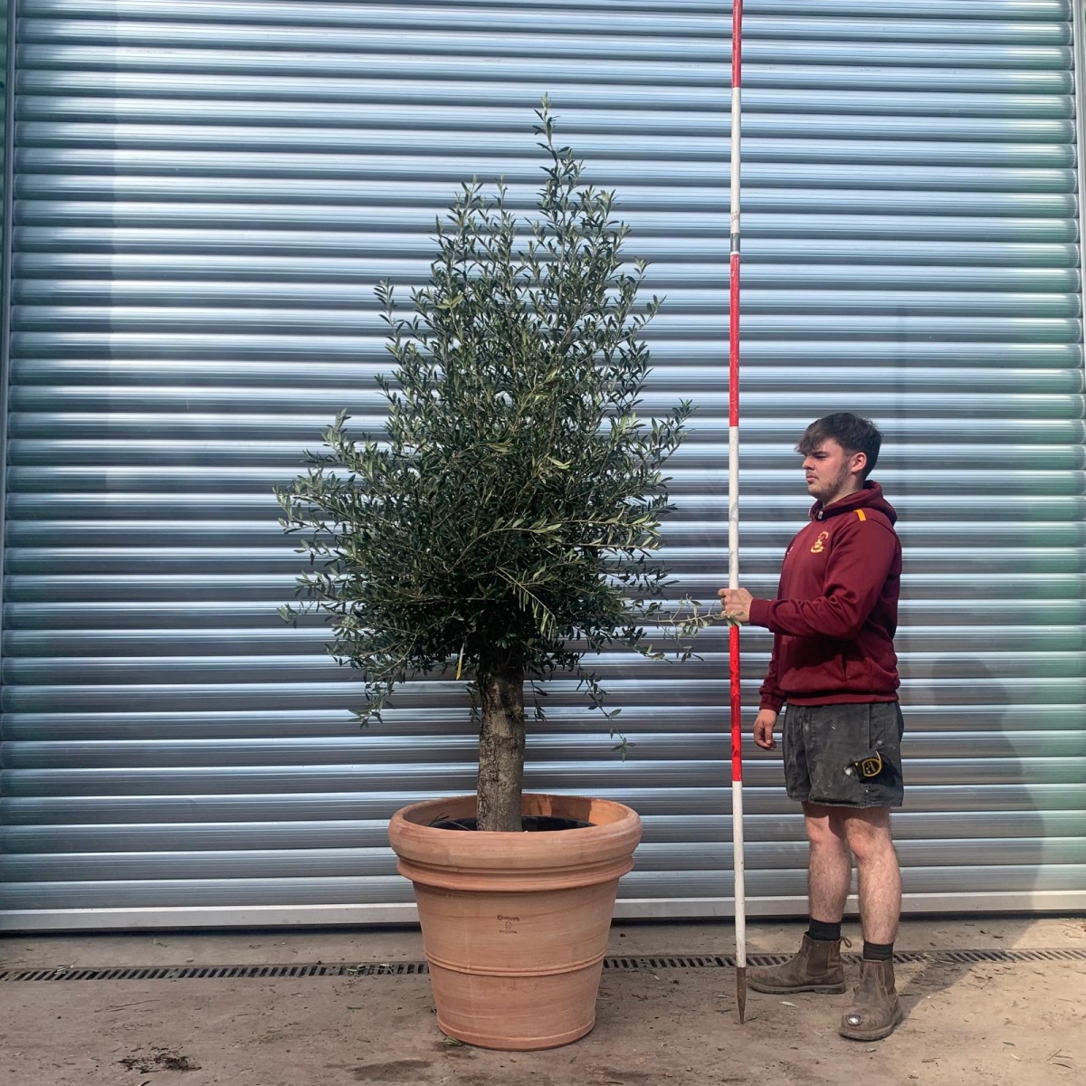 Wonderful Mature Olive Fruit Tree Specimen with our Tuscan Handmade 60cm Terracotta Pot 17605v