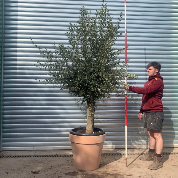 Lovely Mature Olive Fruit Tree Specimen with our Quality 60cm Terracotta Pot 17611v