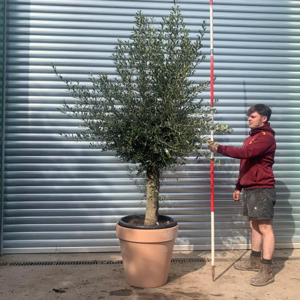 Lovely Mature Olive Fruit Tree Specimen with our Quality 60cm Terracotta Pot 17611v