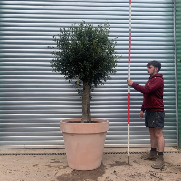 Super Mature Olive Fruit Tree Specimen with our Quality Terracotta 78cm Terracotta Pot 17621v