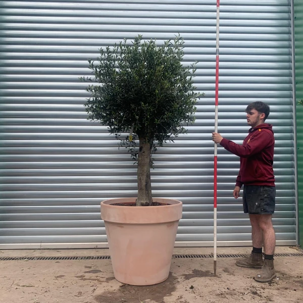 Super Mature Olive Fruit Tree Specimen with our Quality Terracotta 78cm Terracotta Pot 17621v
