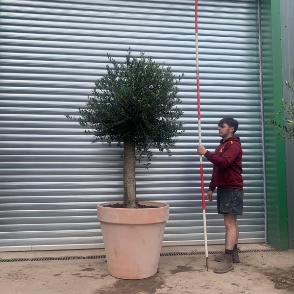 Super Mature Olive Fruit Tree Specimen with our Quality Terracotta 78cm Terracotta Pot 17622v