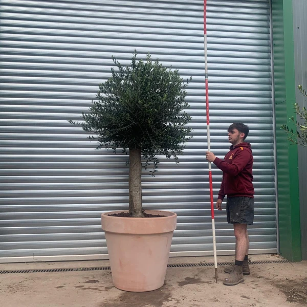 Super Mature Olive Fruit Tree Specimen with our Quality Terracotta 78cm Terracotta Pot 17622v