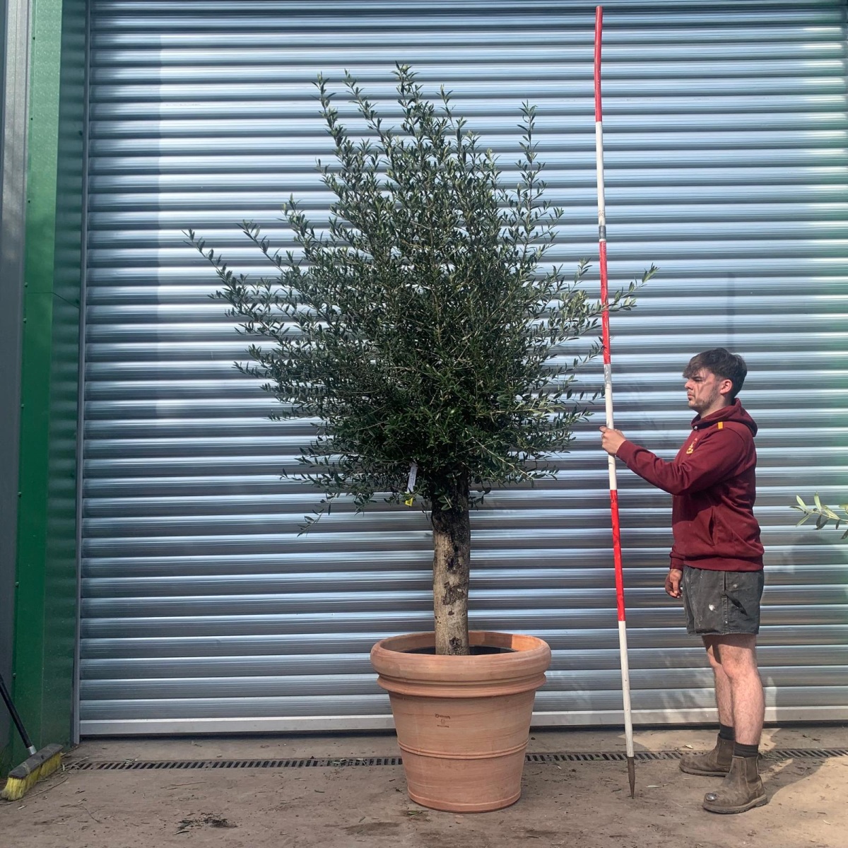 Wonderful Mature Olive Fruit Tree Specimen with our Tuscan Handmade 60cm Terracotta Pot 17628v