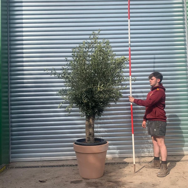 Lovely Mature Olive Fruit Tree Specimen with our Quality 60cm Terracotta Pot 17629v