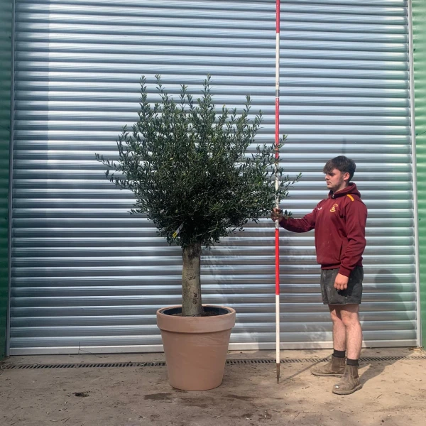 Lovely Mature Olive Fruit Tree Specimen with our Quality 60cm Terracotta Pot 17630v