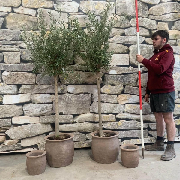 Lovely Pair of Mature Olive Fruit Trees with our Quality Terracotta Plus 2 FREE Herb Planters