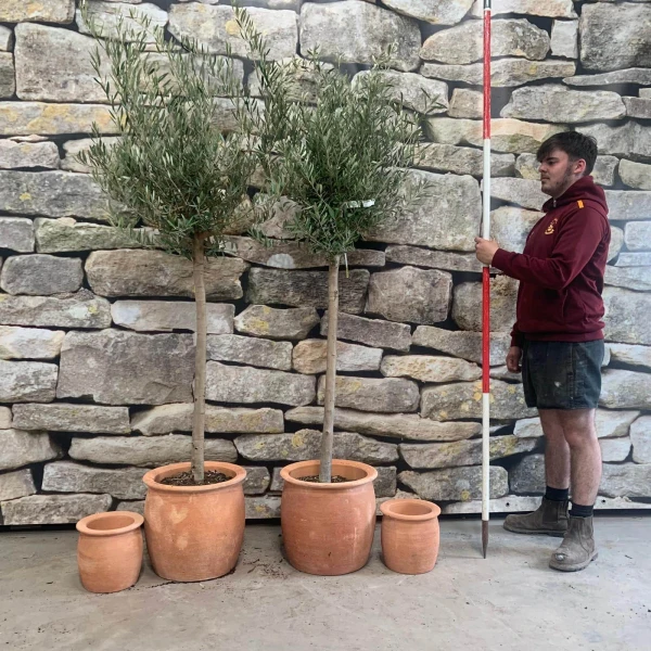 Lovely Pair of Mature Olive Fruit Trees with our Quality Terracotta Plus 2 FREE Herb Planters