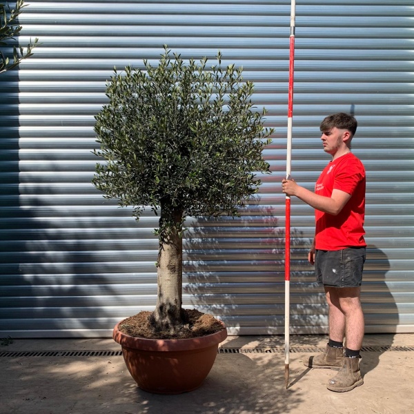 Super Mature Olive Fruit Tree in Our Bowl Format 17714