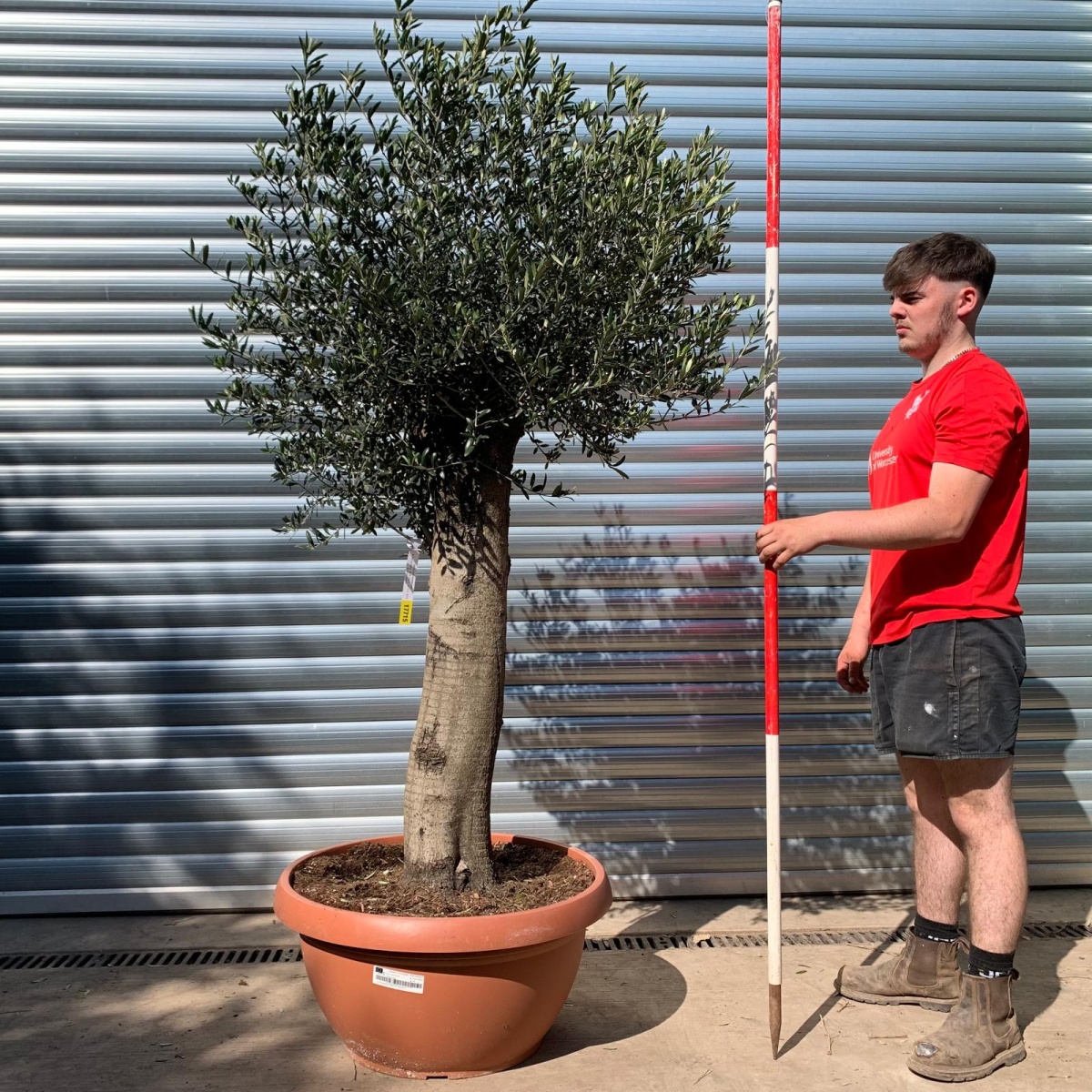 Super Mature Olive Fruit Tree in Our Bowl Format 17715