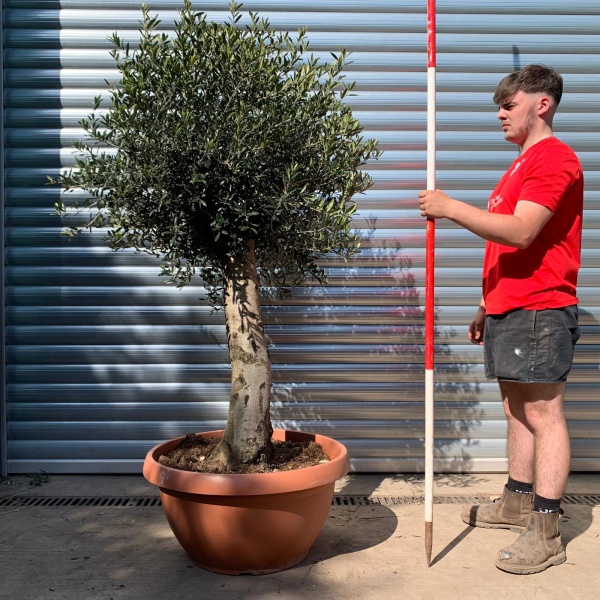 Super Mature Olive Fruit Tree in Our Bowl Format 17716