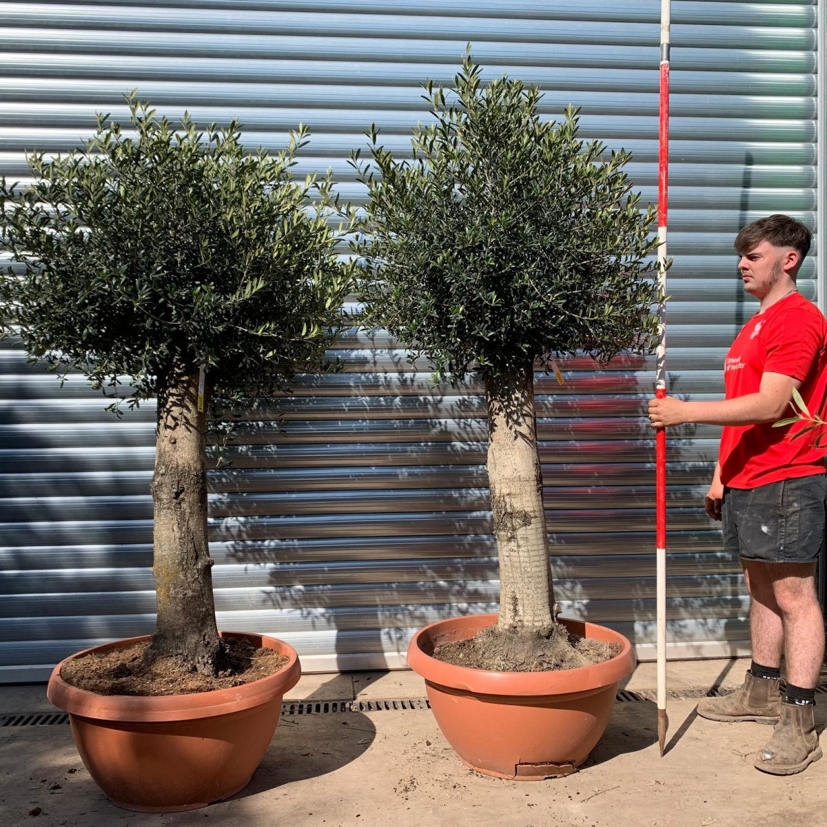 Super DUO of Mature Olive Fruit Tree Specimens in Our Bowl Format 17717 18