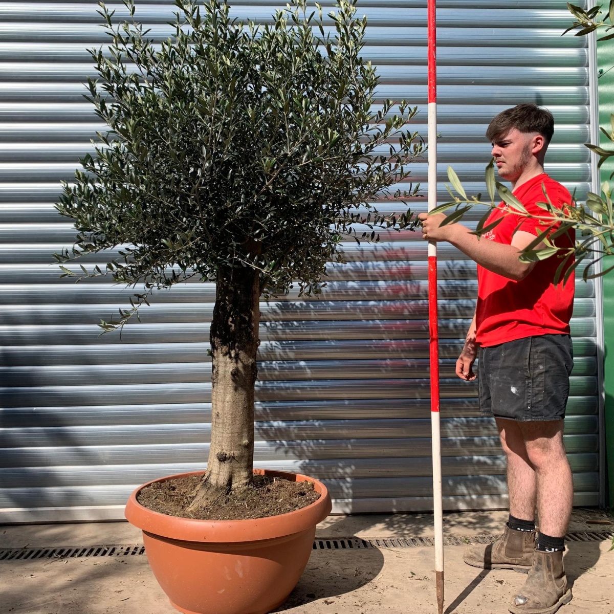Super Mature Olive Fruit Tree in Our Bowl Format 17719