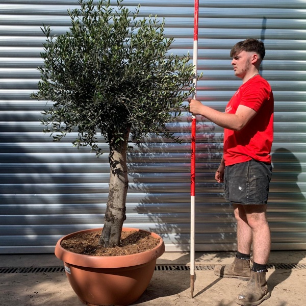 Super Mature Olive Fruit Tree in Our Bowl Format 17720