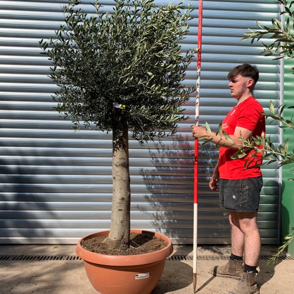 Super Mature Olive Fruit Tree in Our Bowl Format 17721