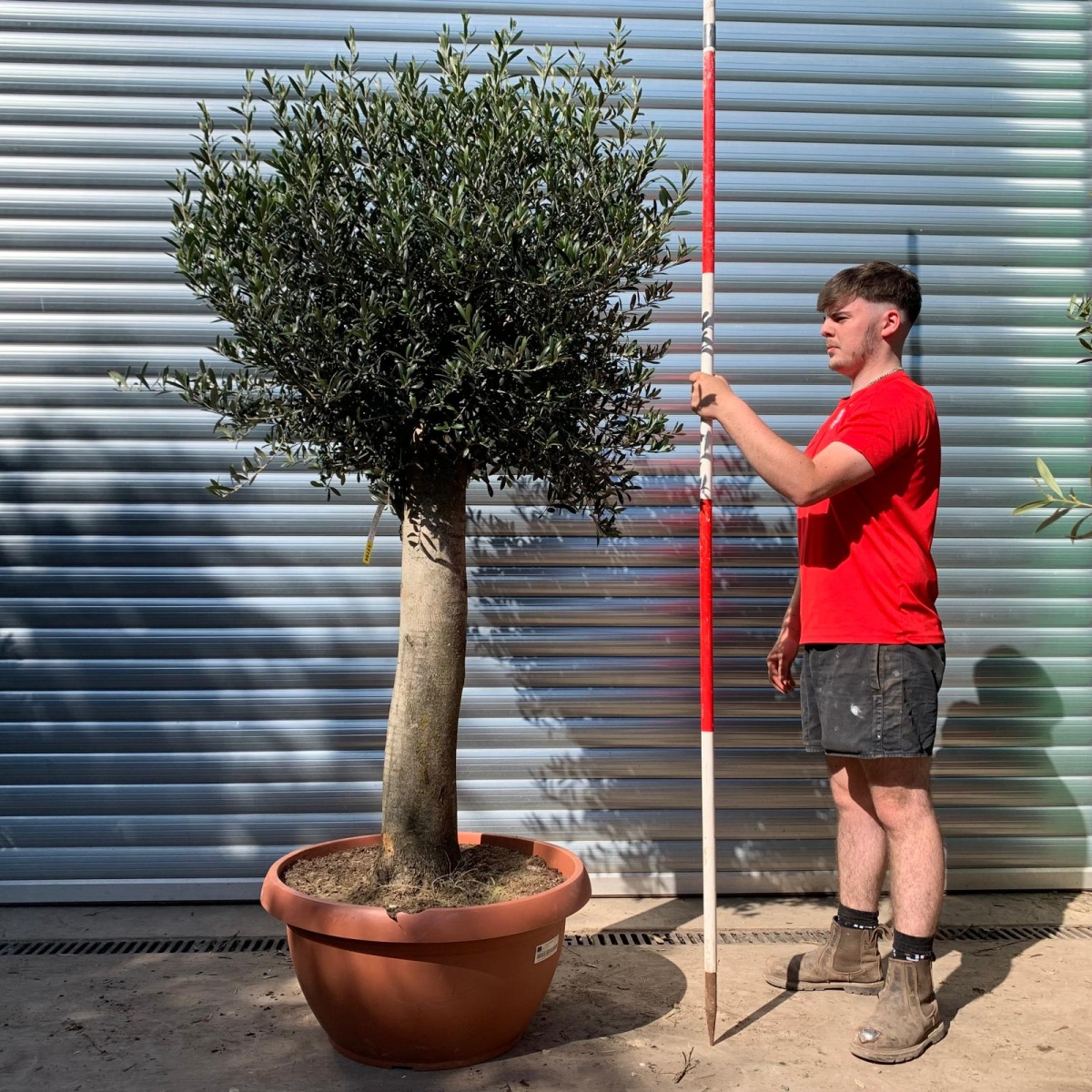 Super Mature Olive Fruit Tree in Our Bowl Format 17724