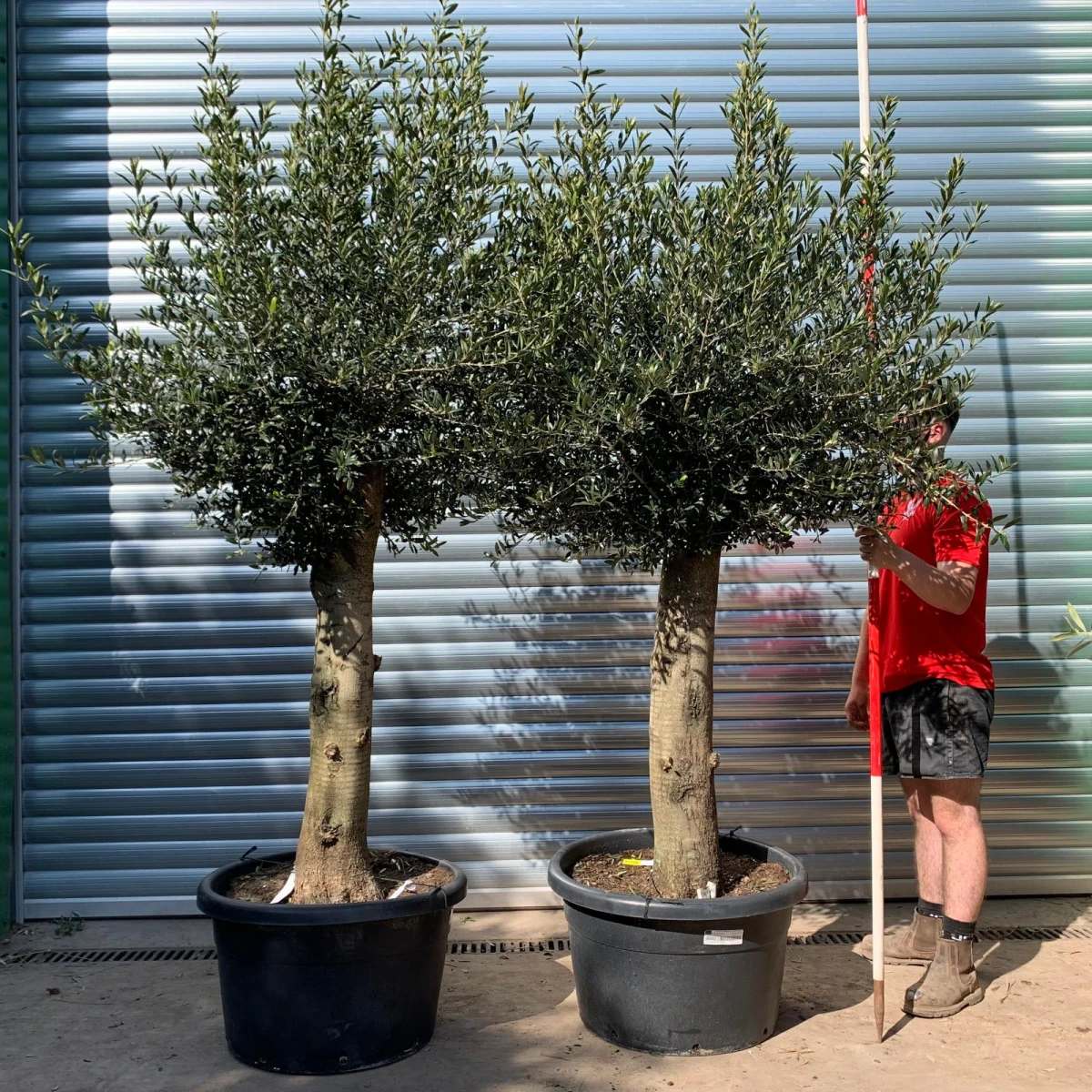 Wonderful PAIR of Mature Olive Fruit Tree Specimens 17725 26
