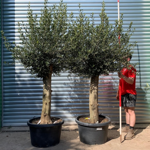 Wonderful PAIR of Mature Olive Fruit Tree Specimens 17725 26