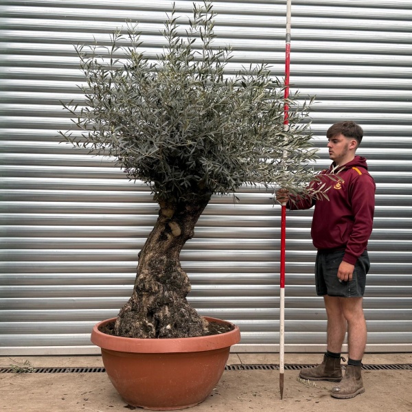 Super Old Specimen Olive Fruit Tree in our Bowl Format 17730