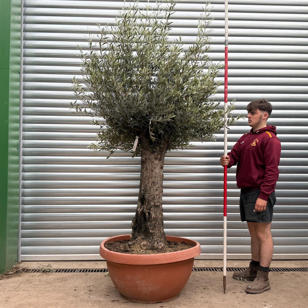 Super Old Specimen Olive Fruit Tree in our Bowl Format 17732