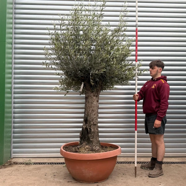 Super Old Specimen Olive Fruit Tree in our Bowl Format 17732