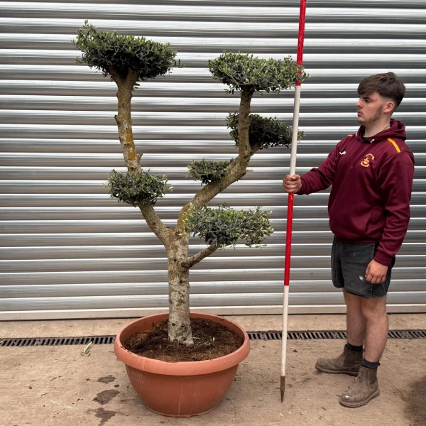 Super Specimen Cloud Olive Fruit Tree in our Bowl Format 17733