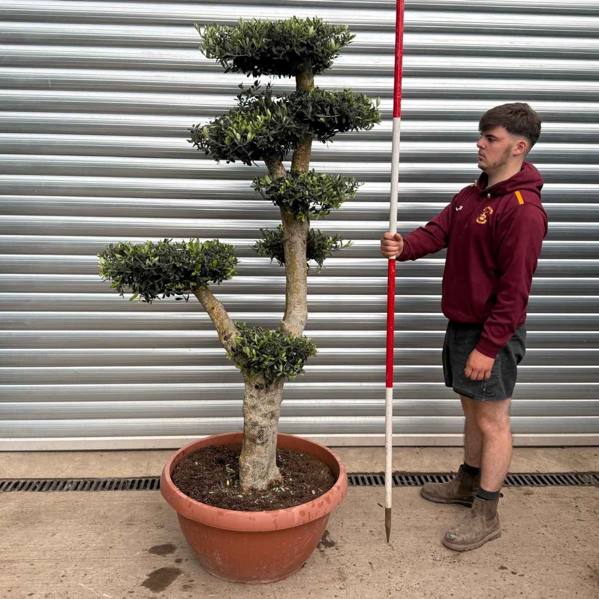 Super Specimen Cloud Olive Fruit Tree in our Bowl Format 17734